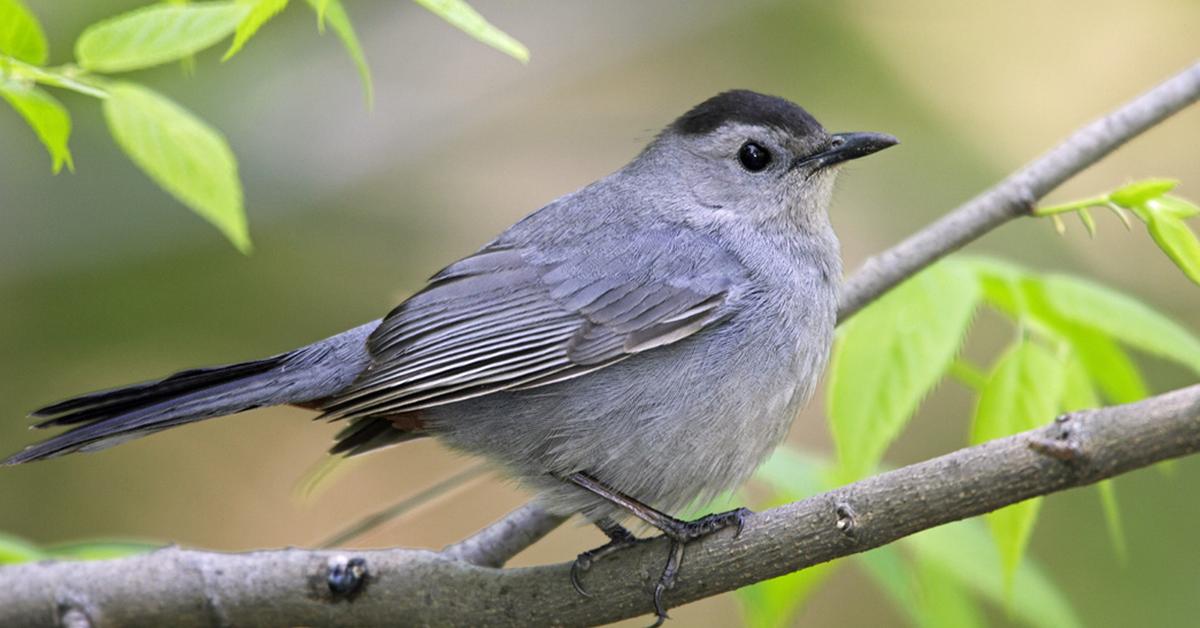 Pictures of Gray Catbird