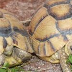 Pictures of Egyptian Tortoise