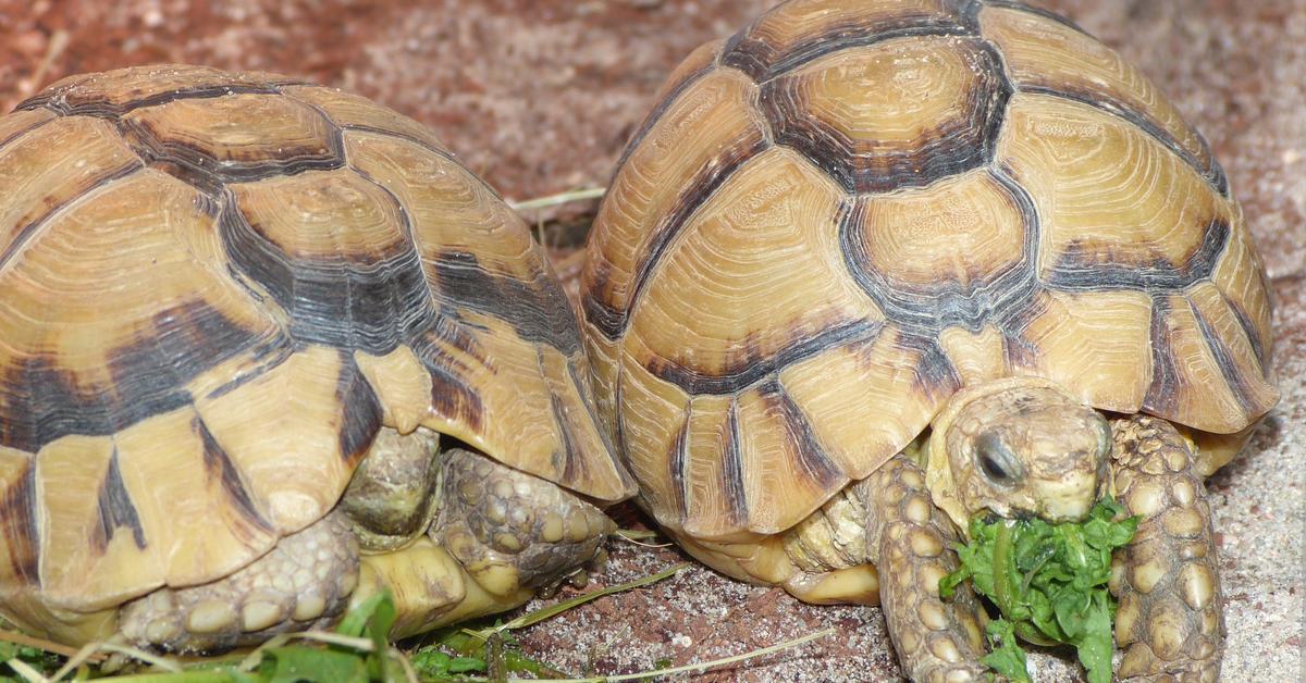 Pictures of Egyptian Tortoise