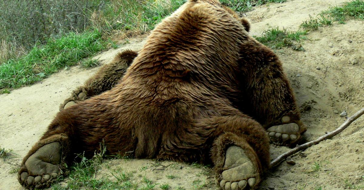 Pictures of Kodiak Bear