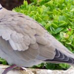 Pictures of Eurasian Collared Dove