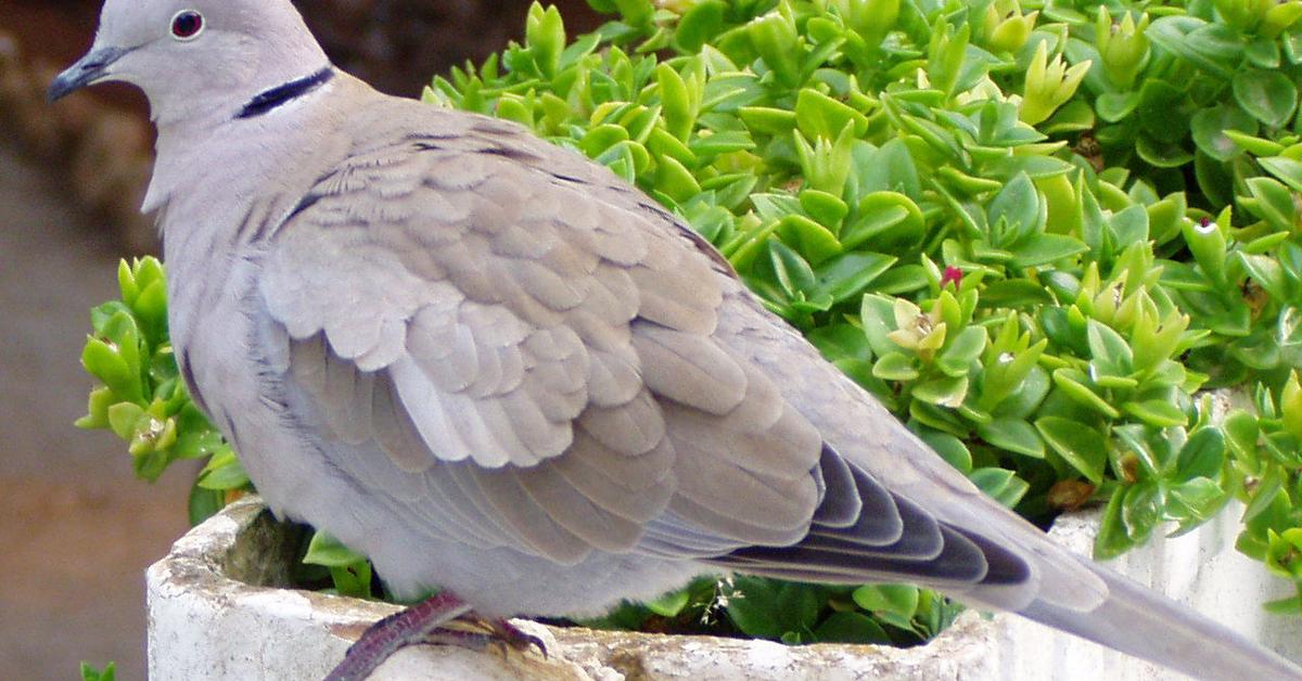 Pictures of Eurasian Collared Dove