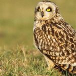 Pictures of Short-Eared Owl