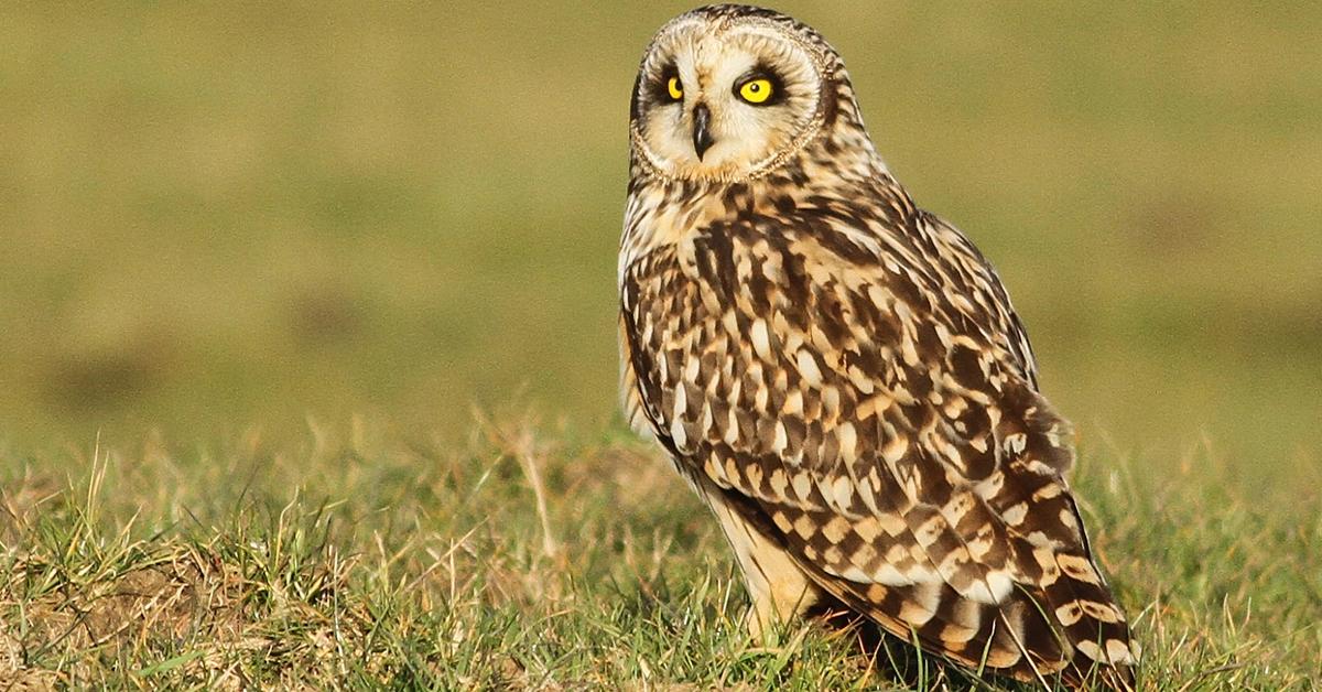 Pictures of Short-Eared Owl