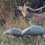 Pictures of Sarus Crane