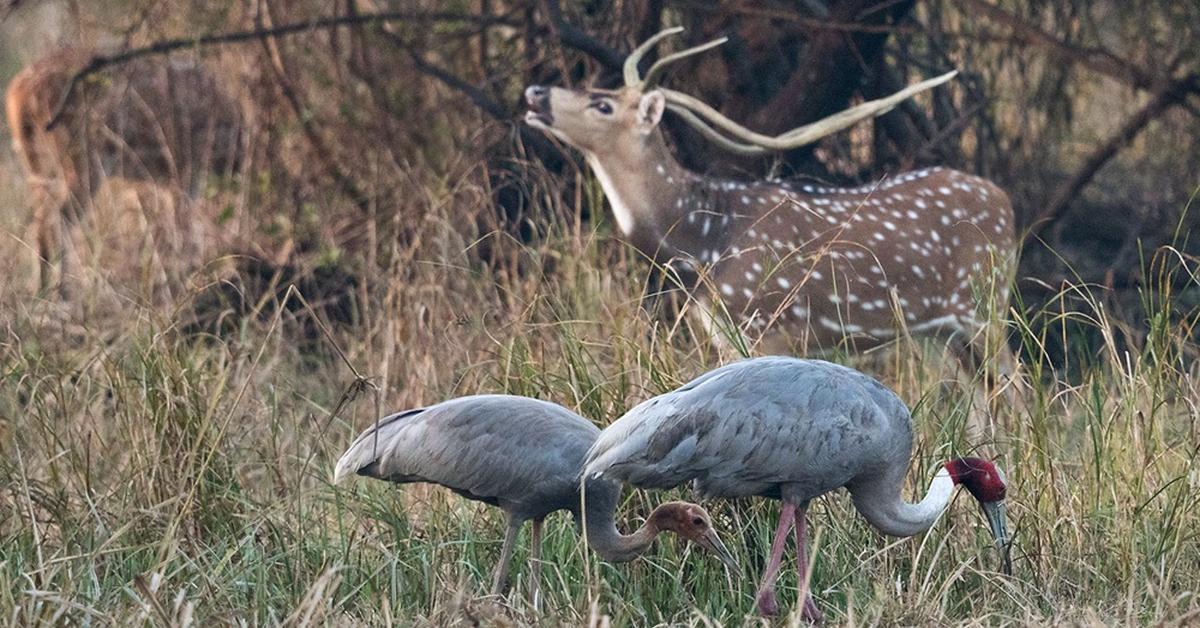 Pictures of Sarus Crane