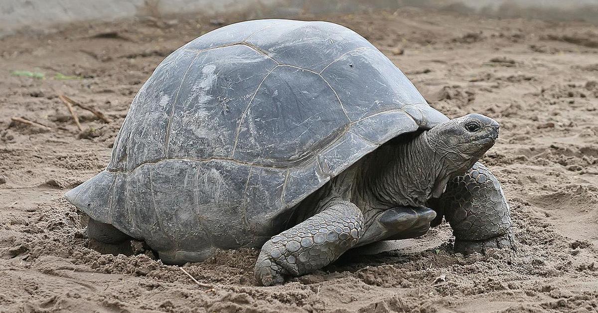 Pictures of Eastern Box Turtle