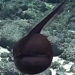 Pictures of Gulper Eel