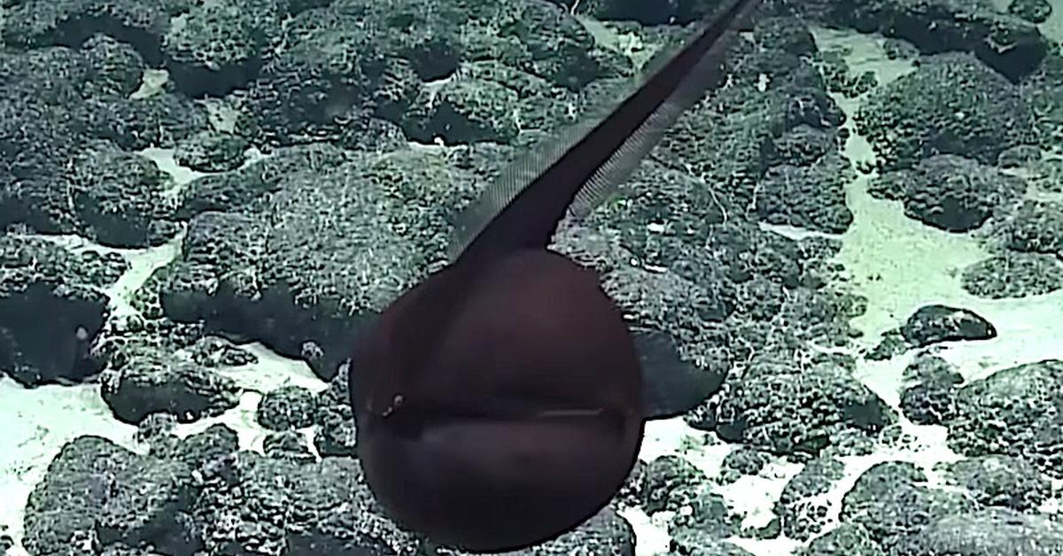 Pictures of Gulper Eel