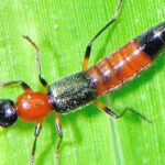 Pictures of Rove Beetle