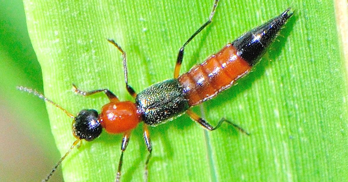 Pictures of Rove Beetle