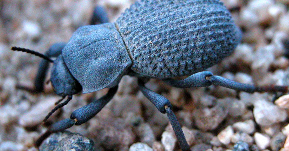 Pictures of Blue Death Feigning Beetle