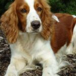 Pictures of Welsh Springer Spaniel