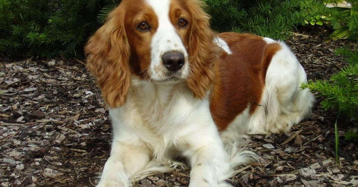 Pictures of Welsh Springer Spaniel