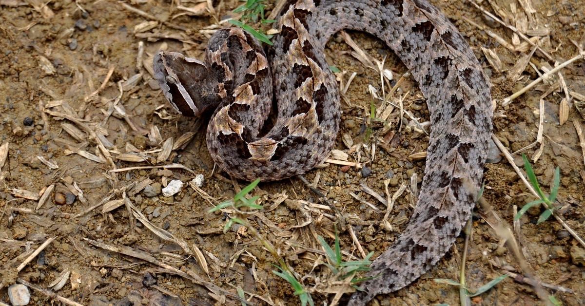 Pictures of Rough Earth Snake