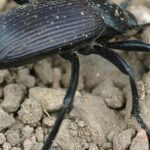 Pictures of Flour Beetle