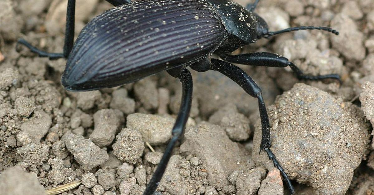 Pictures of Flour Beetle