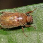 Pictures of May Beetle