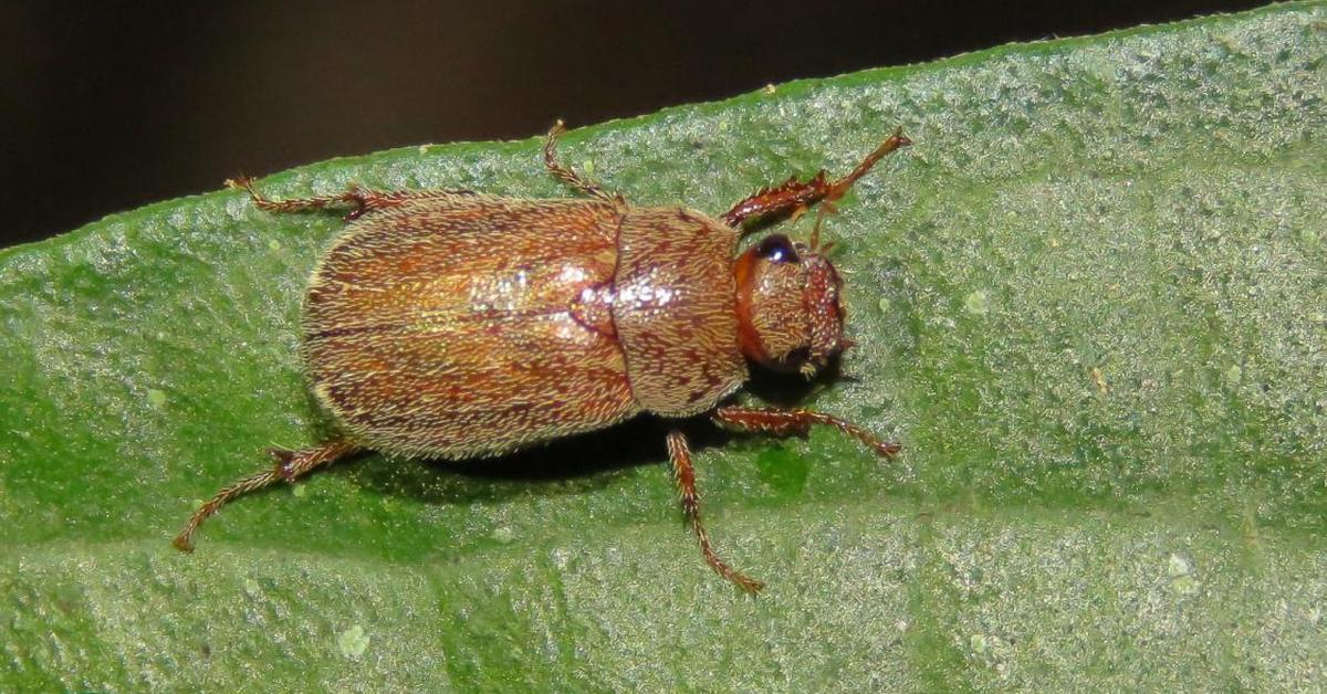 Pictures of May Beetle