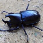 Pictures of Rhino Beetle