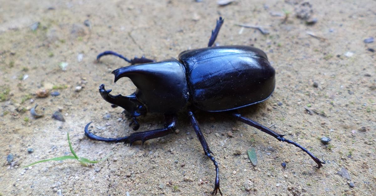 Pictures of Rhino Beetle