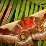 Pictures of Madora Moth