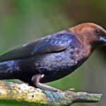 Pictures of Brown Headed Cowbird