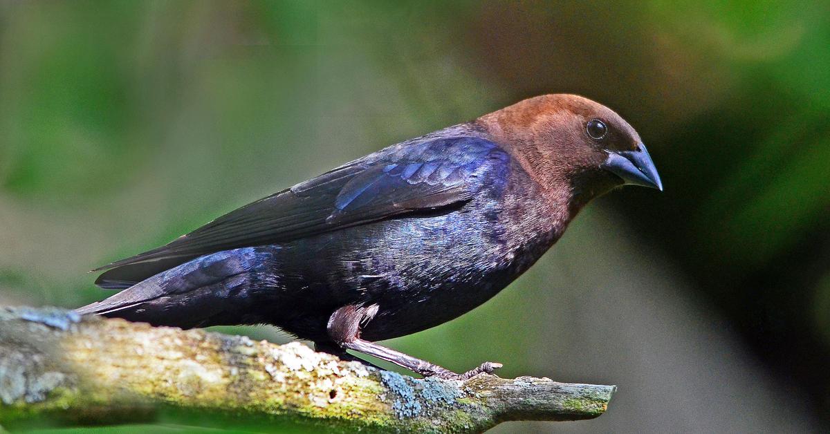 Pictures of Brown Headed Cowbird