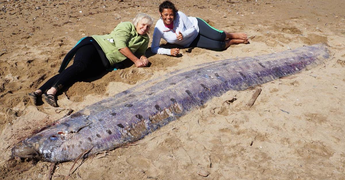 Pictures of Oarfish