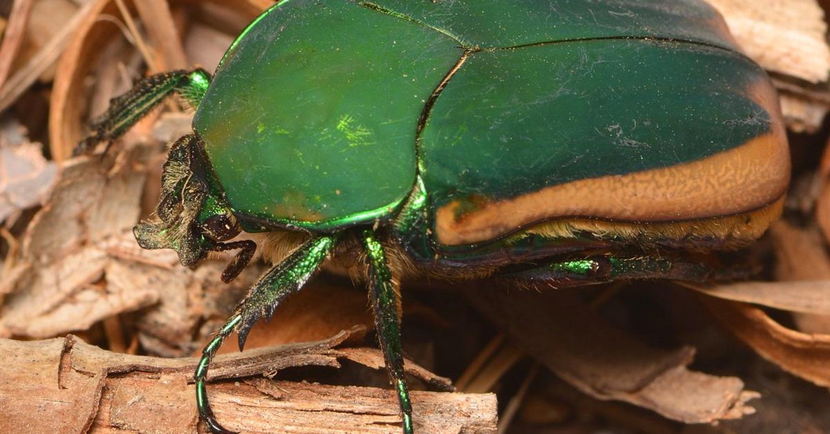 Pictures of Figeater Beetle