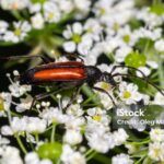 Pictures of Soldier Beetle