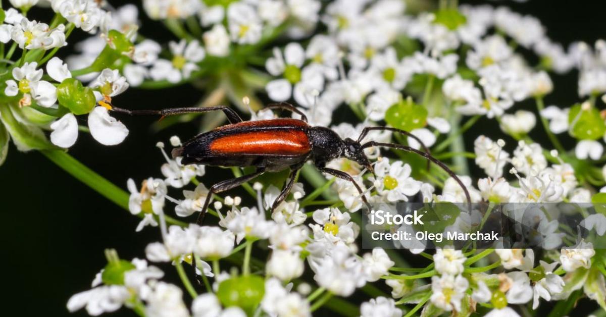 Pictures of Soldier Beetle