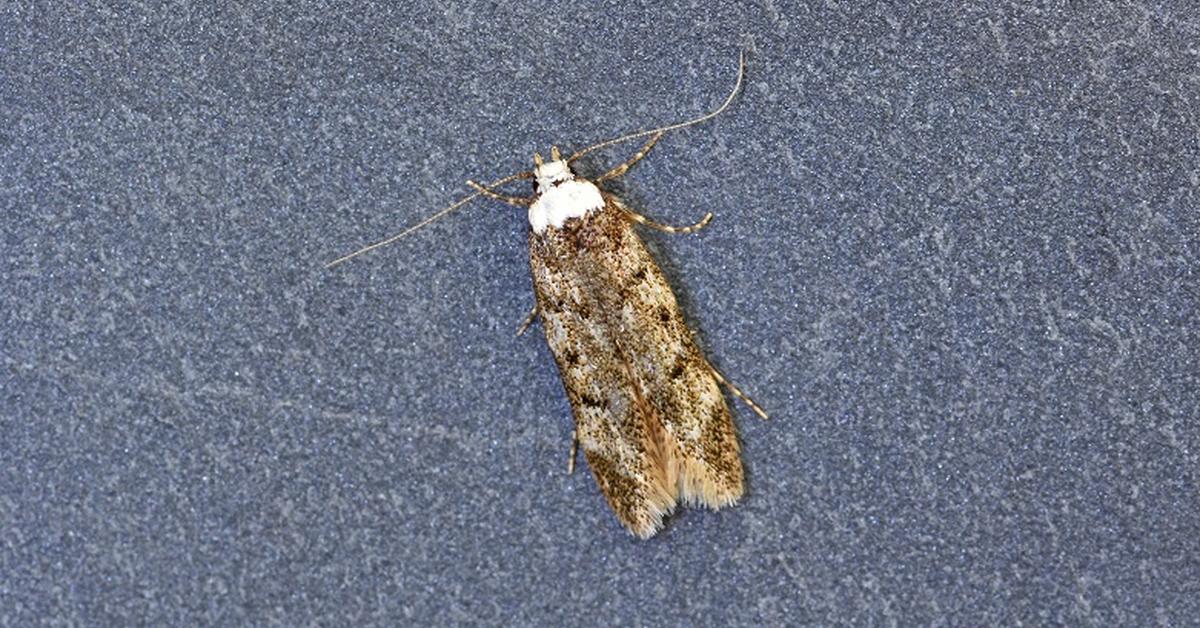 Pictures of White-Shouldered House Moth