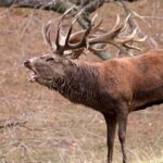 Pictures of Red Deer