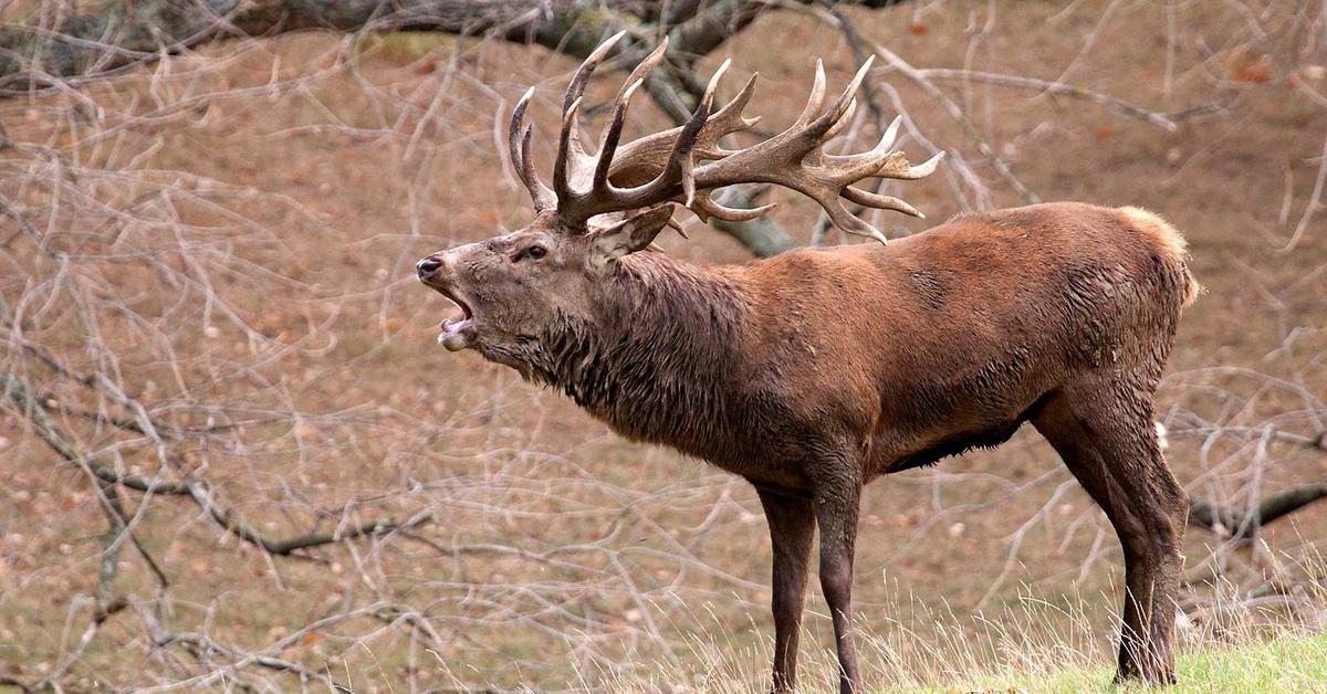 Pictures of Red Deer