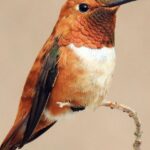 Pictures of Rufous Hummingbird