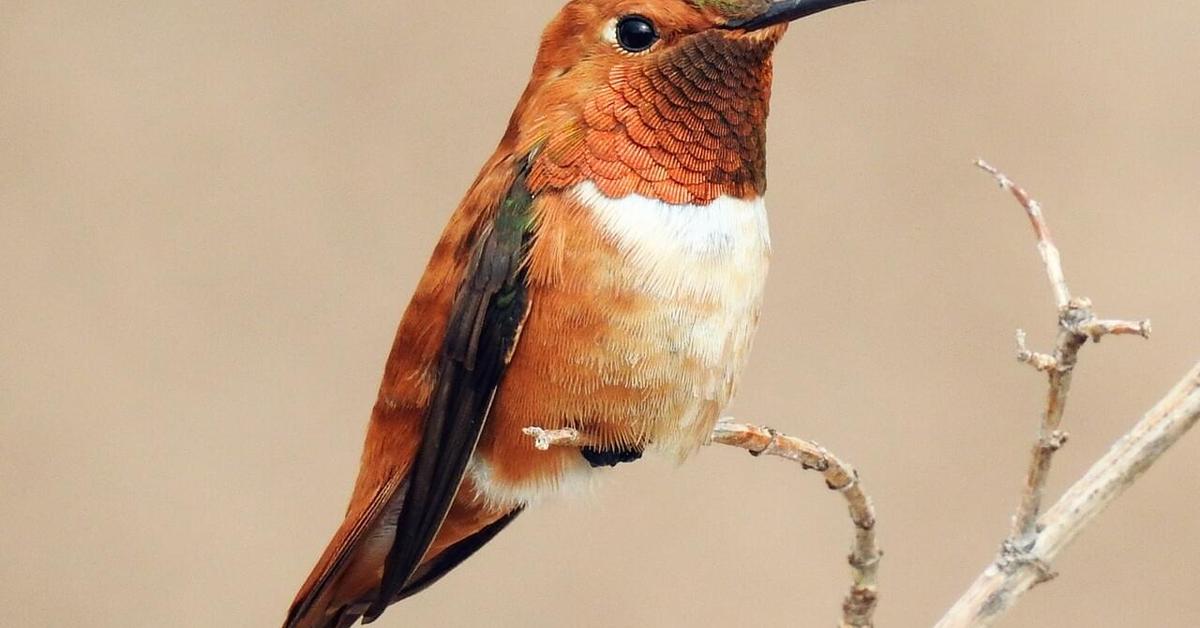 Pictures of Rufous Hummingbird