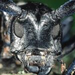 Pictures of Asian Longhorn Beetle