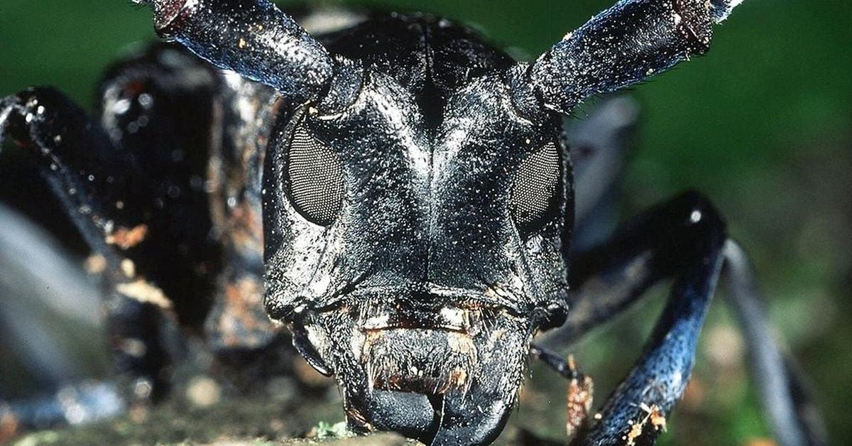 Pictures of Asian Longhorn Beetle