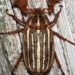 Pictures of Ten-Lined June Beetle