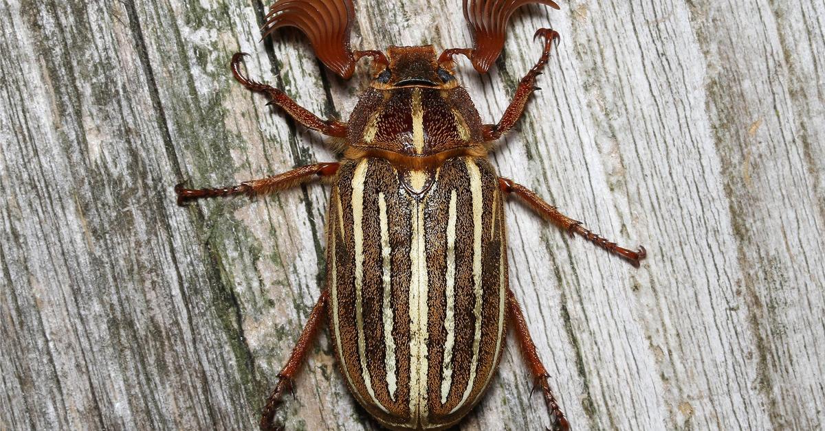 Pictures of Ten-Lined June Beetle