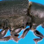 Pictures of Pine Beetle