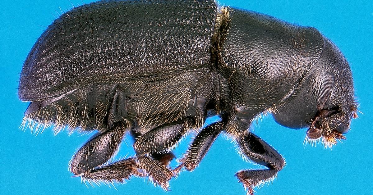 Pictures of Pine Beetle