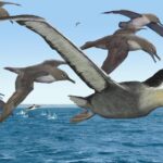 Pictures of Pelagornis