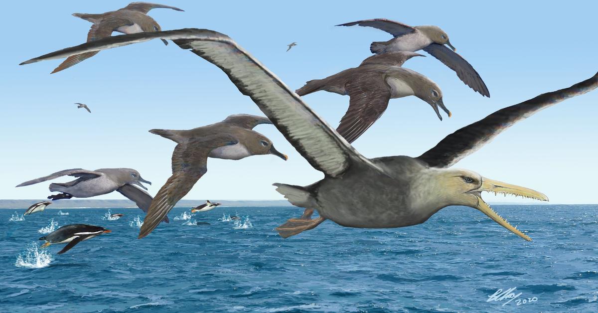 Pictures of Pelagornis