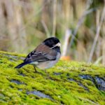 Pictures of Dark-Eyed Junco