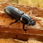 Pictures of Powderpost Beetle