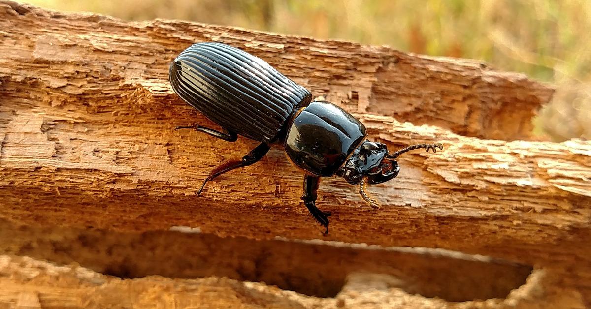 Pictures of Powderpost Beetle