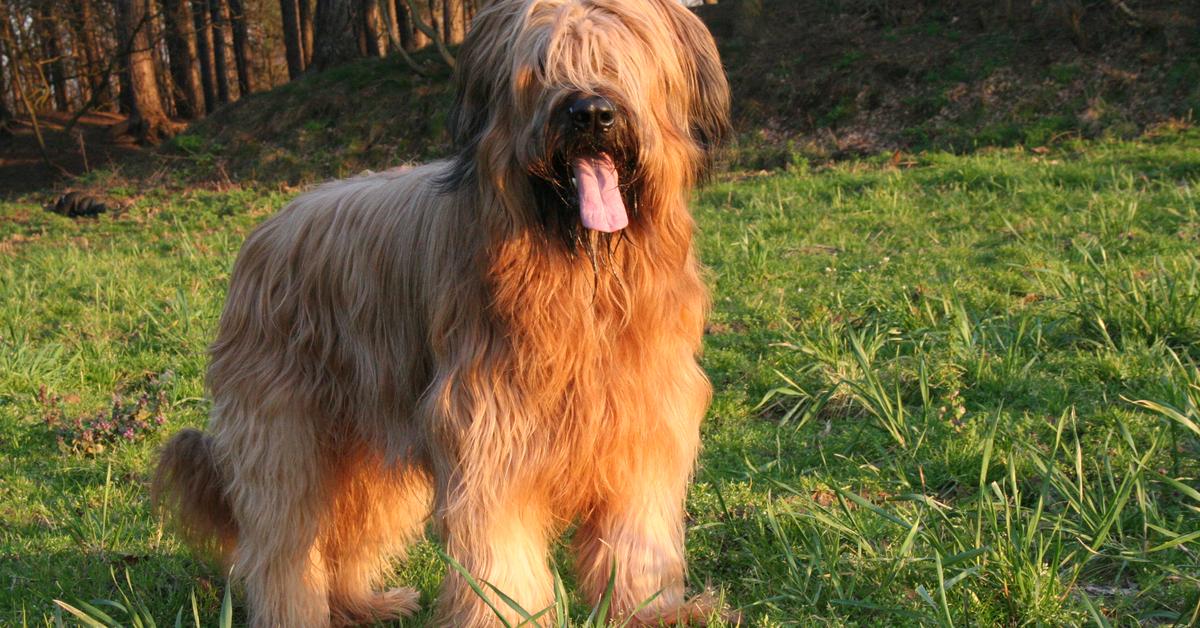 Pictures of Briard