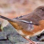 Pictures of Towhee